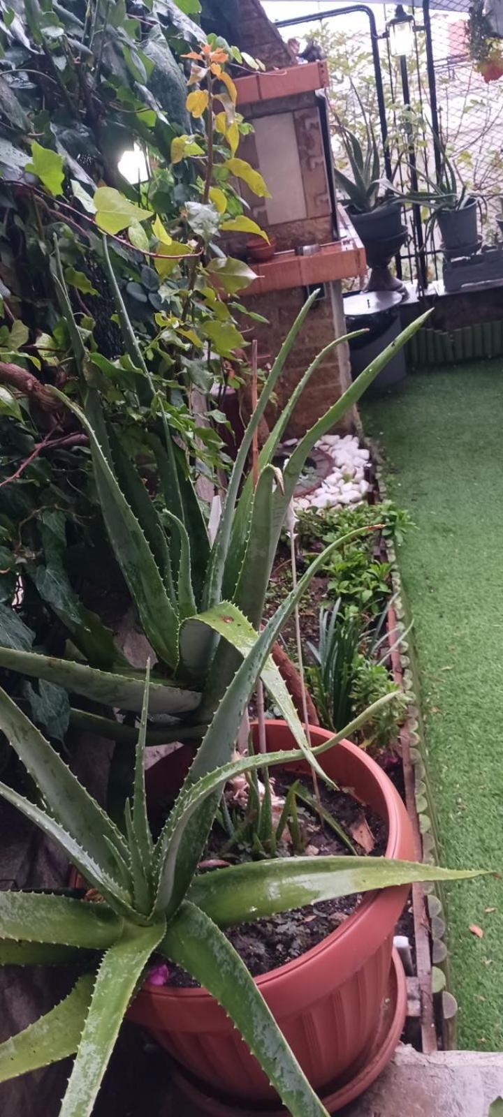 卡瓦拉Garden'S House公寓 外观 照片